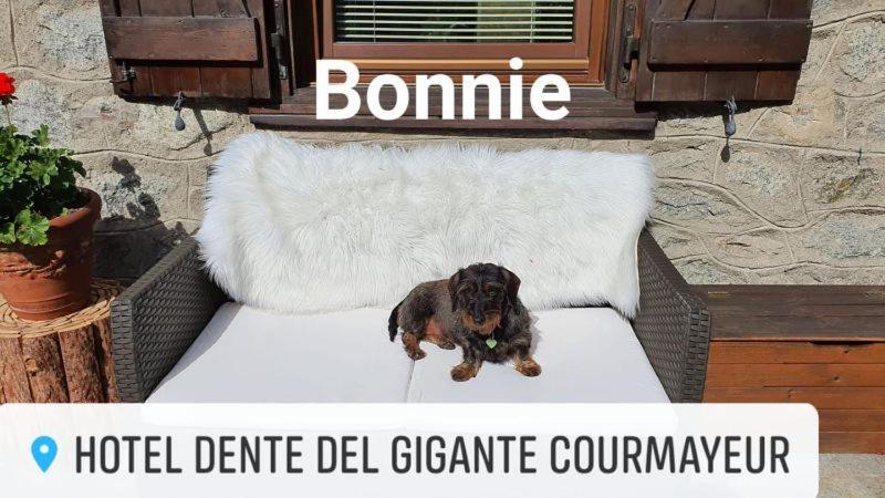 Hotel Dente Del Gigante Courmayeur Exterior foto